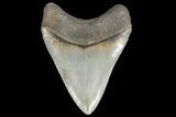 Serrated, Fossil Megalodon Tooth - South Carolina #134272-1